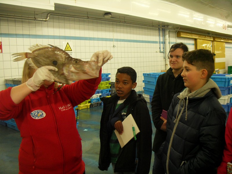 Faire Des Sciences Au Guilvinec Et Au Bord De L’odet